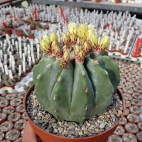 Ferocactus glaucescens f. nudum XL