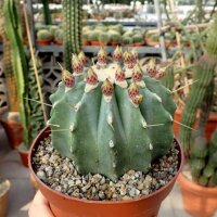 Ferocactus glaucescens f. nudum XL