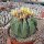 Ferocactus glaucescens f. nudum XL