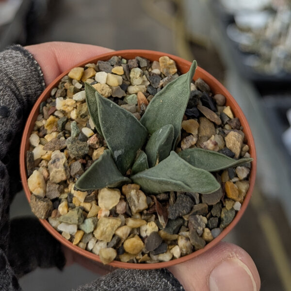 Ariocarpus retusus v. panarottoanus CITES, not outside EU