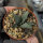 Ariocarpus retusus v. panarottoanus CITES, not outside EU