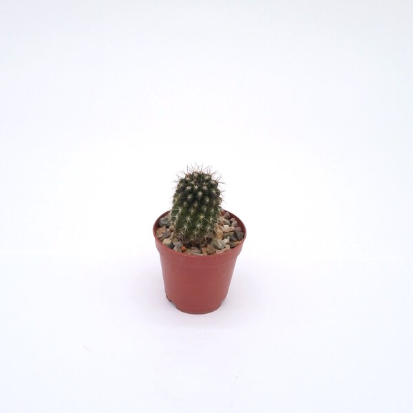 Eryosyce limariensis FK 013
