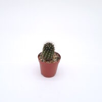 Eryosyce limariensis FK 013