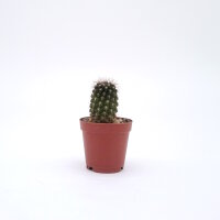 Eryosyce limariensis FK 013