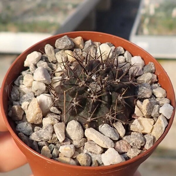 Eriosyce limariensis FK 451