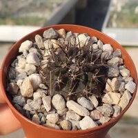 Eriosyce limariensis FK 451