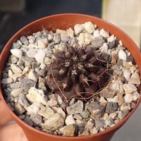 Eriosyce limariensis FK 451