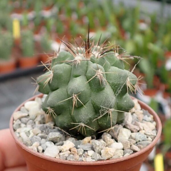 Copiapoa marginata FK 766