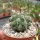 Copiapoa marginata FK 766