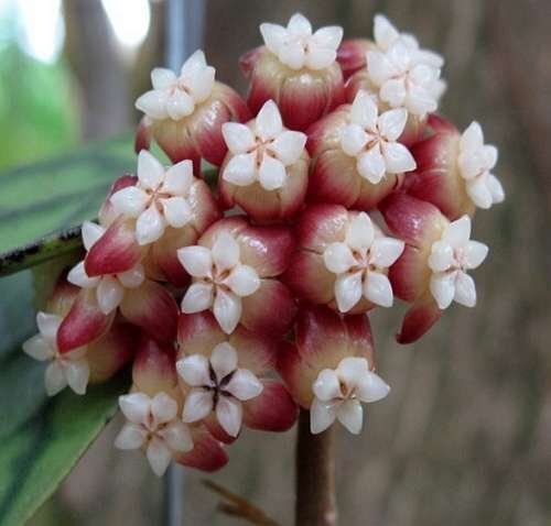 Hoya callistophylla cv. Short leaf