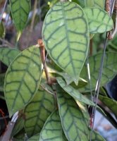 Hoya callistophylla cv. Short leaf