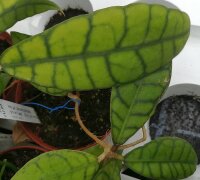 Hoya callistophylla cv. Short leaf