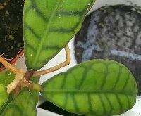 Hoya callistophylla cv. Short leaf