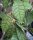 Hoya callistophylla cv. Short leaf