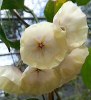 Hoya campanulata
