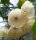 Hoya campanulata