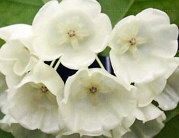 Hoya danumensis