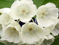 Hoya danumensis