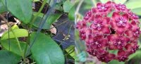 Hoya excavata