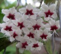 Hoya flagellata