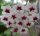 Hoya flagellata