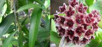 Hoya globulifera