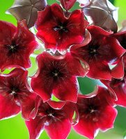 Hoya megalaster