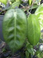 Hoya megalaster
