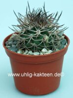 Pyrrhocactus bulbocalyx