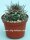 Pyrrhocactus bulbocalyx