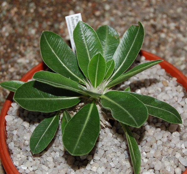 Pachypodium eburneum