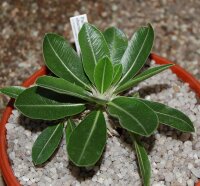 Pachypodium eburneum