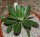 Pachypodium eburneum