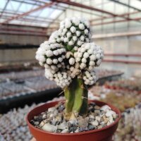 Mammillaria gracilis-Hybr. Arizona Snowcap gepfr.