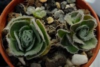Crassula tomentosa