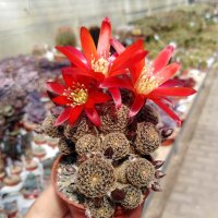 Rebutia heliosa v. condorensis cv. rubrispina lux L 401