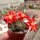 Rebutia heliosa v. condorensis cv. rubrispina virididermis L 401