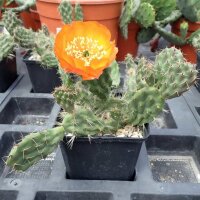 Tunilla cv. Pinsel (dw)