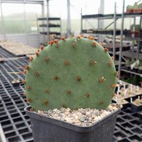 Opuntia spec. stricta oklahomensis (dw)