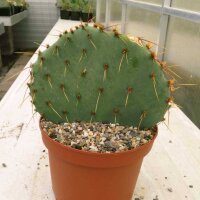 Opuntia spec. stricta oklahomensis (dw)
