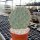 Opuntia spec. stricta oklahomensis (dw)