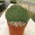 Opuntia spec. stricta oklahomensis (dw)