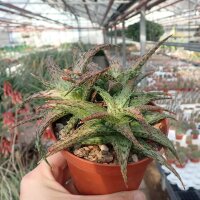 Aloe rauhii cv. Verde