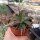 Aloe rauhii cv. Verde