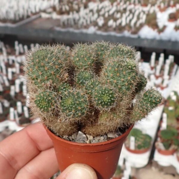 Rebutia minutissima
