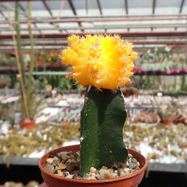 Gymnocalycium mihanovichii cv. Yellow Cap gepfr.