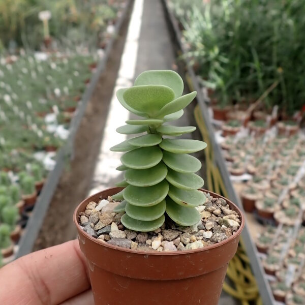 Portulaca molokiniensis Hawaii