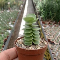Portulaca molokiniensis Hawaii