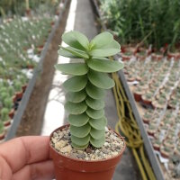 Portulaca molokiniensis Hawaii