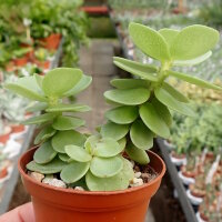 Portulaca molokiniensis Hawaii